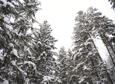 Мальовниче Яремче взимку: казка, що оживає в горах